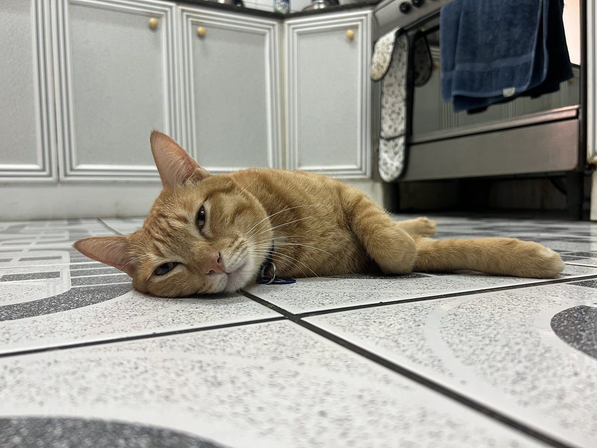 Wajahut109's tweet photo. Welcome to Dubai, Pablo ๐
#KLtoDXB #KingPablo #Dubai #CatsOfTwitter https://t.co/g1dySCWiUN