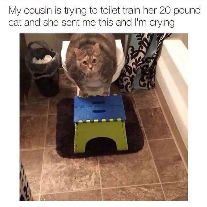 unexplainable cat images tweet media