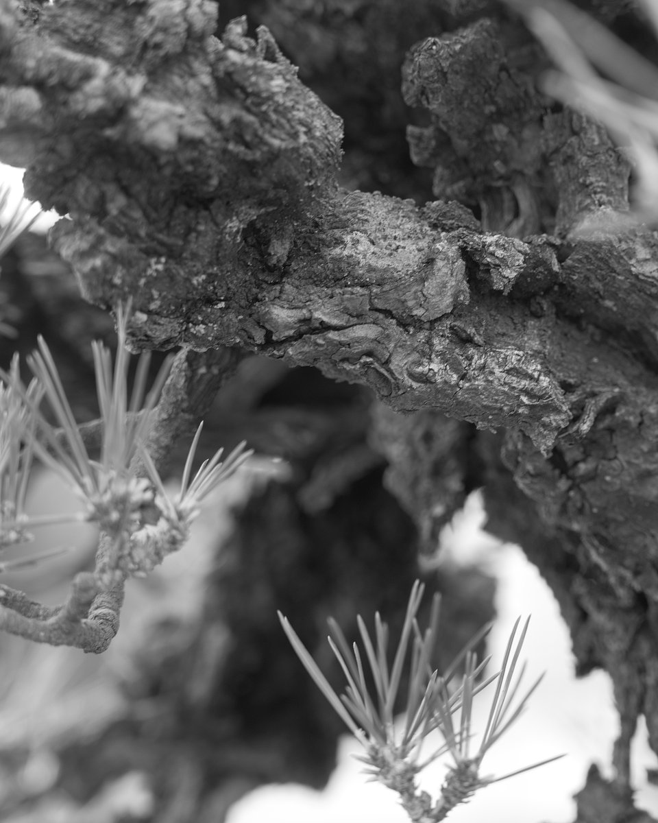 #ぶらりフォト散歩
アップした写真は #広島市植物公園 で撮影
正直盆栽はわからない、でもなんだか惹かれる。

.
.
.
.
#LUMIXS1
#sigma2470art mm F2.8 DG DN
#LUMIXJAPAN
#SILKYPIX
#ファインダー越しの私の世界
#写真好きな人と繋がりたい
#写真を撮らせてくれる方募集中