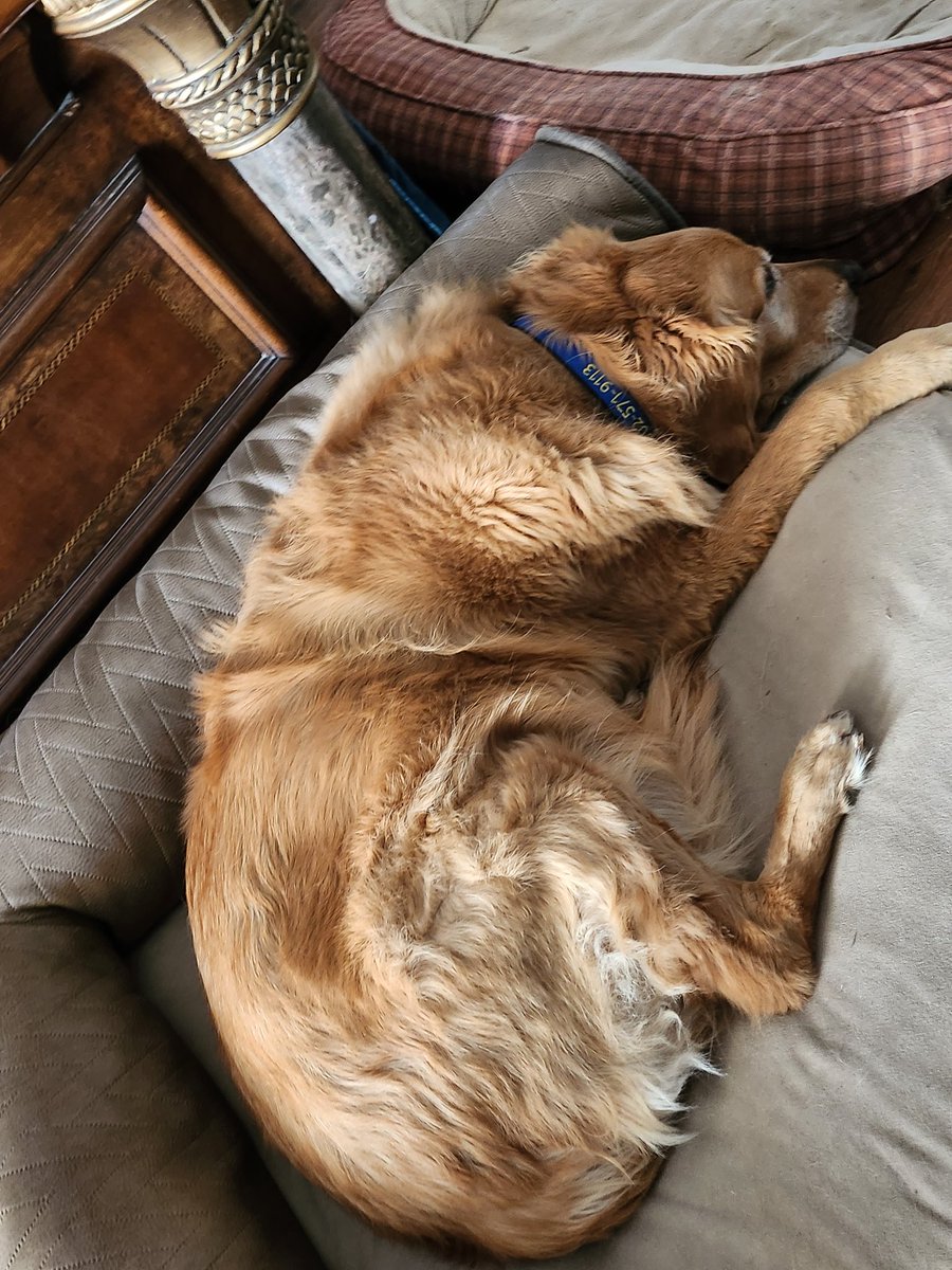 FurryGoldDreamz's tweet photo. Taking a snoozer #goldenretriever #furrygoldendreamz https://t.co/9ej7X8dlsK