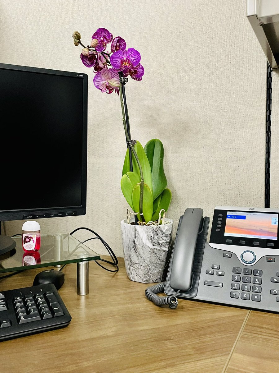 Thank you 2nd grade for the beautiful orchid! It looks beautiful in my new office and brings a smile to my face every day! <a href="/JPE_Panthers/">Patterson Elementary</a> #JPEPantherPride <a href="/KarenFreeze/">Karen Freeze</a> <a href="/lamon_miss/">Miss LaMon</a> Ms. Hsiao