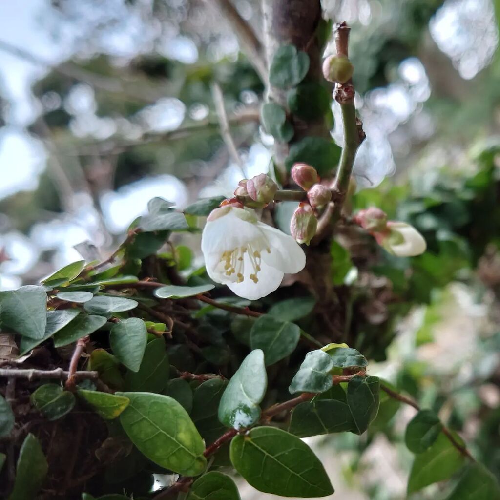 okubo1963's tweet photo. 今年は、梅の花が咲くのが遅いですが、一輪だけ咲いているのを見つけました。#梅 https://t.co/OBiDlwGUQw https://t.co/putAOhOzQ1