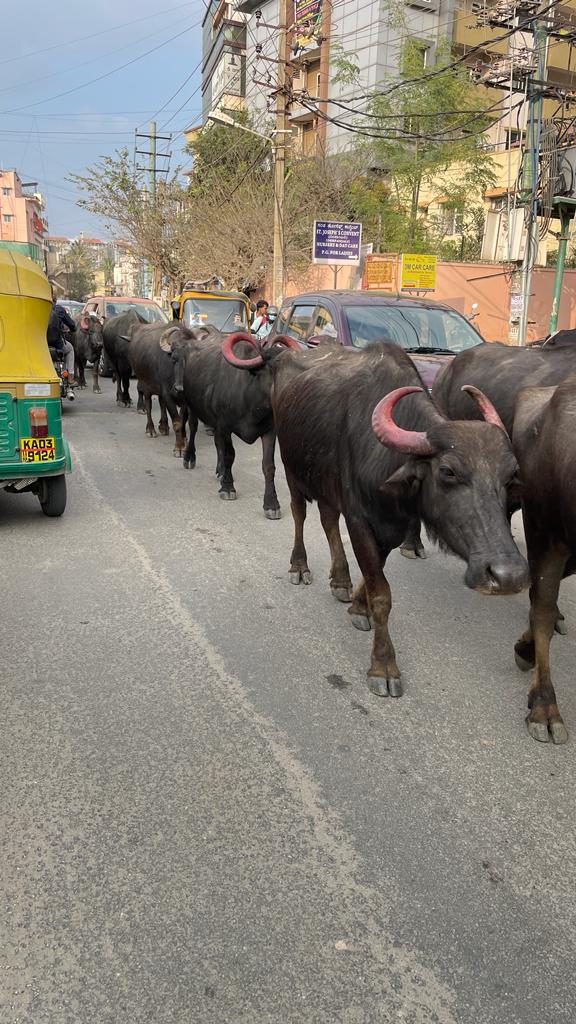 SaveBellandur(ಬೆಳ್ಳಂದೂರು ಉಳಿಸಿ) tweet media