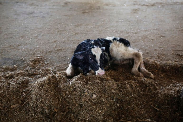 Some hard cheese contains the stomach enzymes of the calves killed for their mothers' milk. Go Vegan.