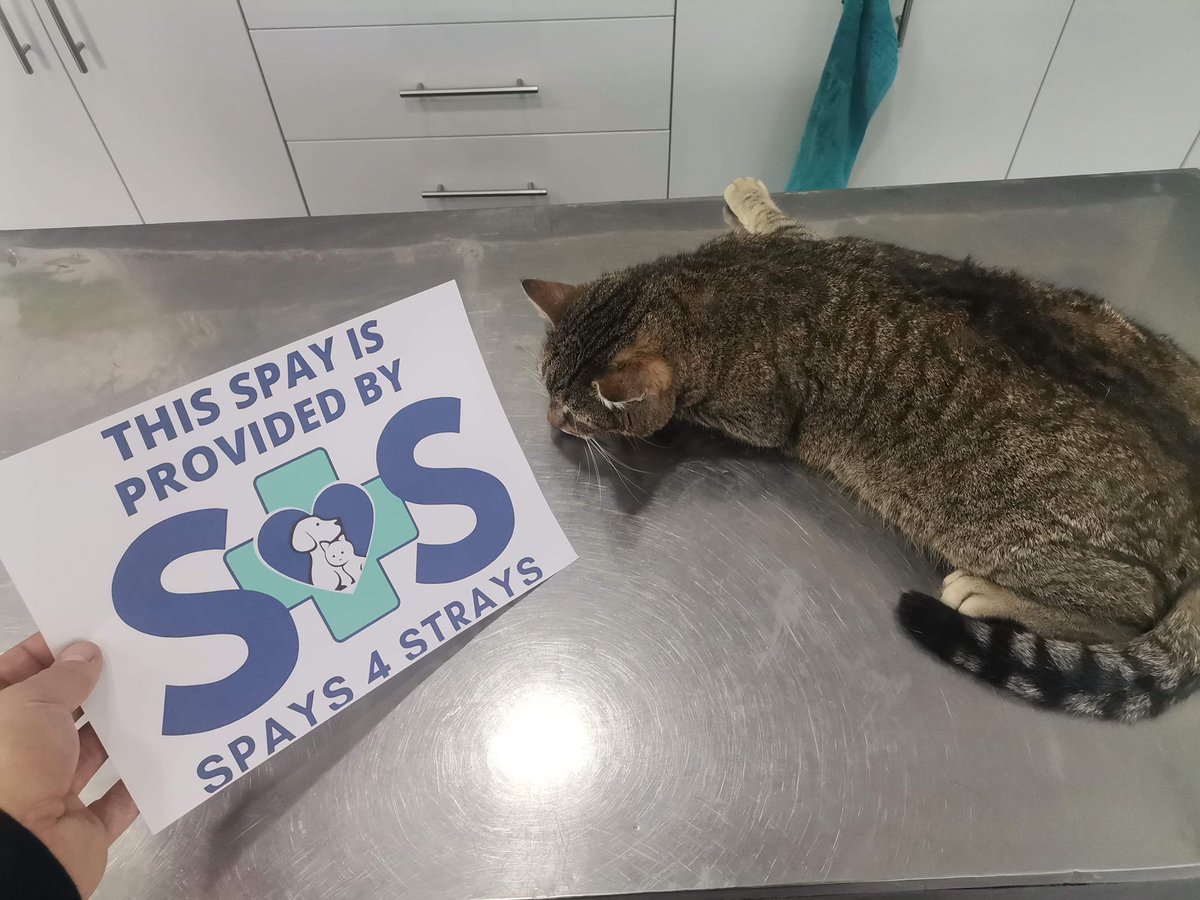 Spays4Strays's tweet photo. We had our spay day in Radauti yesterday and spayed another 5 cats. 

You can help support our spay campaigns here: https://t.co/fhYxMi1M4W

Or by shopping through one of our fundraising channels or our partners: https://t.co/L4J2it3HqG

#rescuedog #dog #cat #rescuecat https://t.co/cemAORKA7t