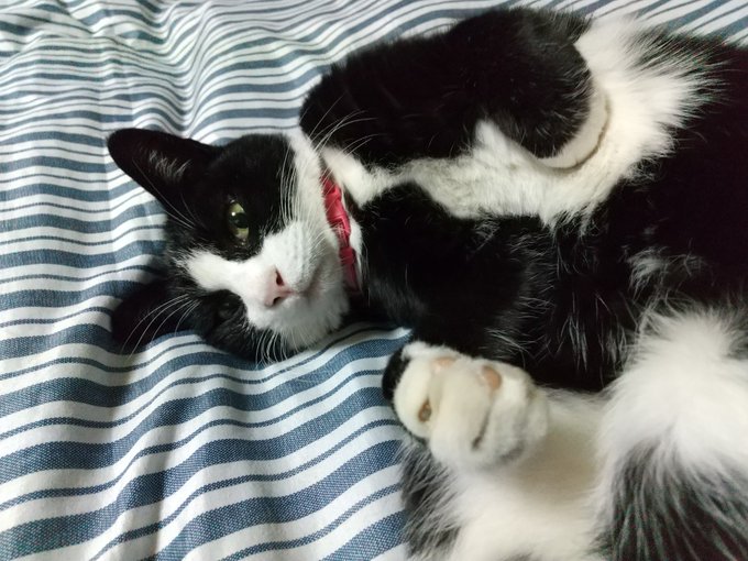 カメラも良くないんだよな・・・縞模様のノイズ出るし、タッチしても数テンポ遅れてシャッター切れるし。機種変しなくちゃダメだわ。あ、たーちゃん怒ってません。ニャーって言ってるだけ。いやホントに😓😾。 