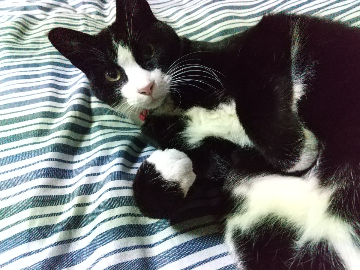 カメラも良くないんだよな・・・縞模様のノイズ出るし、タッチしても数テンポ遅れてシャッター切れるし。機種変しなくちゃダメだわ。あ、たーちゃん怒ってません。ニャーって言ってるだけ。いやホントに😓😾。 