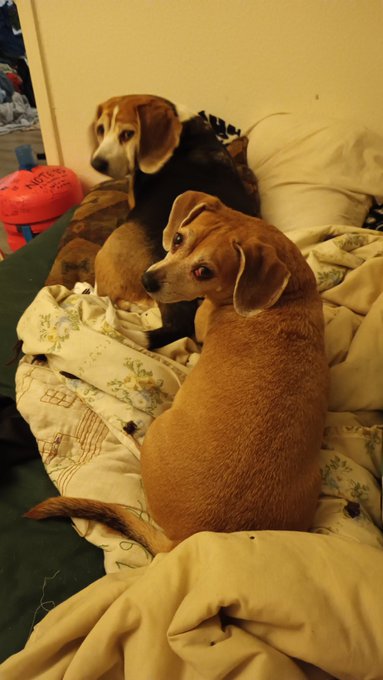 Roxy &amp; Socks https://t.co/Asi7epmAqN