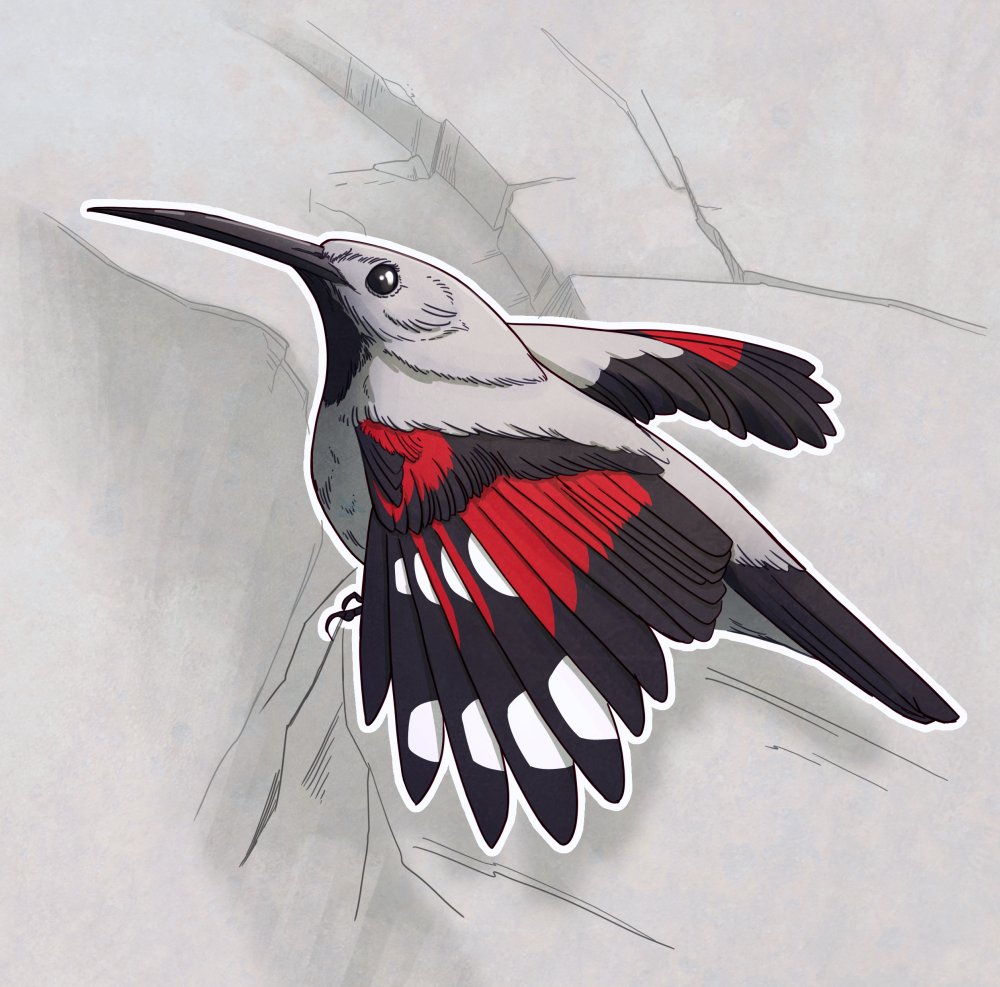 BlackErmine's tweet photo. another random #birbfest2023 fella. This time Wallcreeper☺️ https://t.co/3ulM2SvPqs