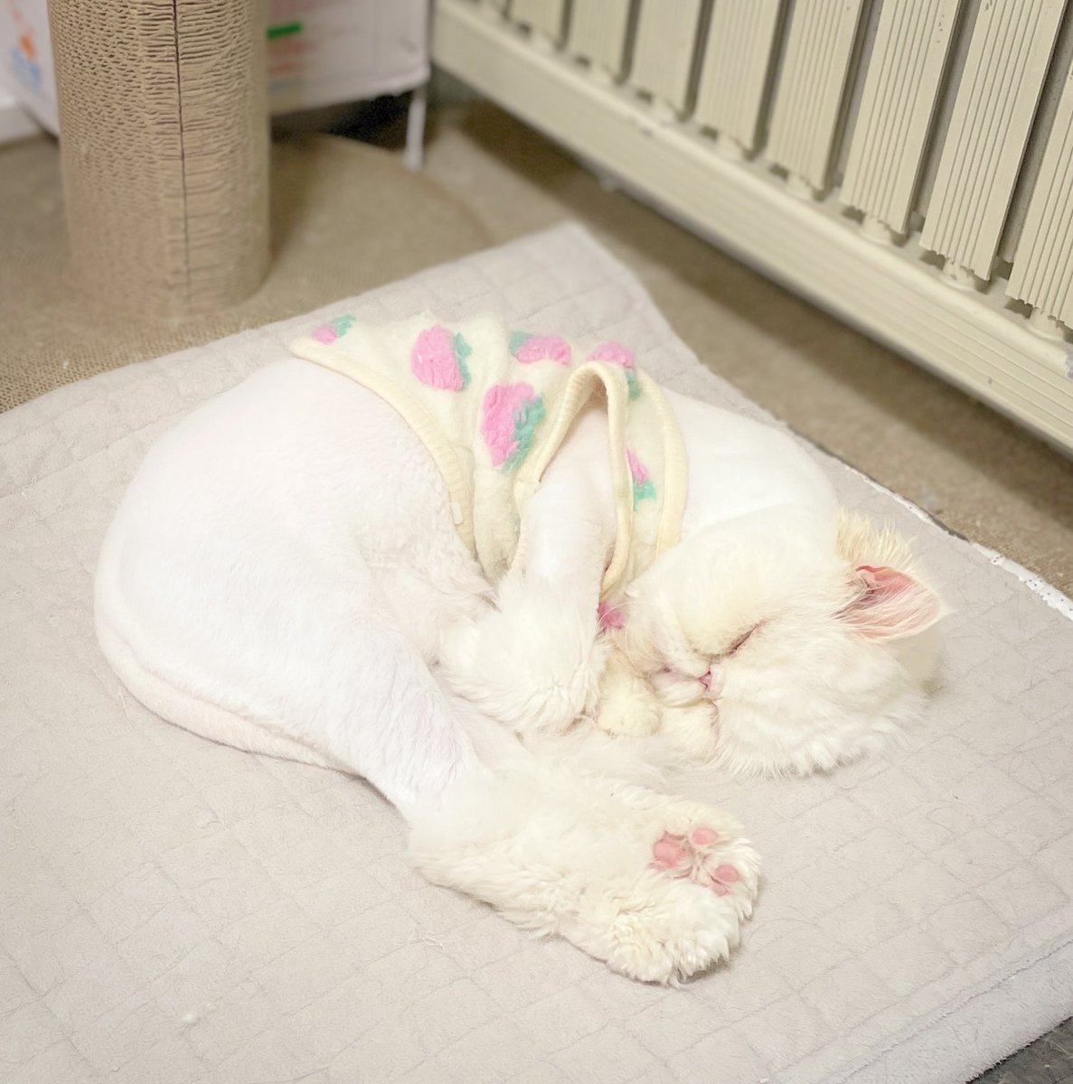 내 늙은 캣 귀여웡...