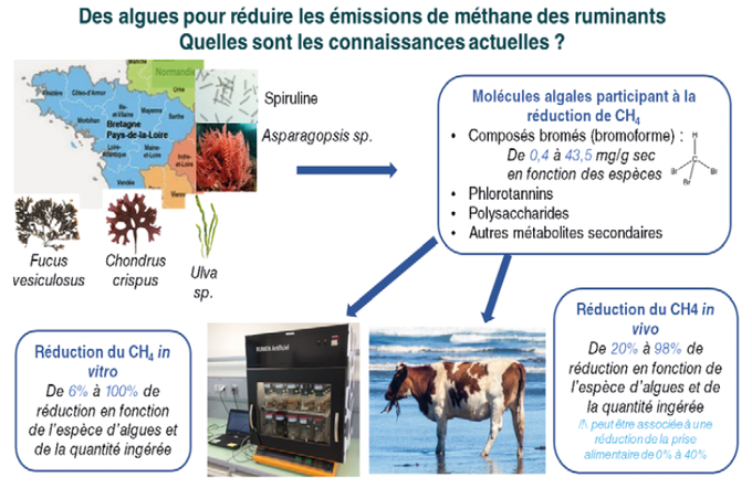 B_Rouille's tweet image. Les premiers résultats disponibles sont le fruit d&apos;un état des lieux des ressources algales et de leur intérêt pour réduire le #méthane. 

Elles ont un intérêt, mais aussi un potentiel hétérogène.

#METHALGUES #methane

Lien ➡️ bit.ly/3vStTHU