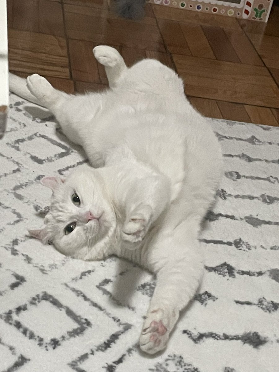 ThicccestMan's tweet photo. I have never been in the presence of a cat like this before until I have met Luna. The goofiest cat I’ve ever met. https://t.co/BGsNcmKbMP