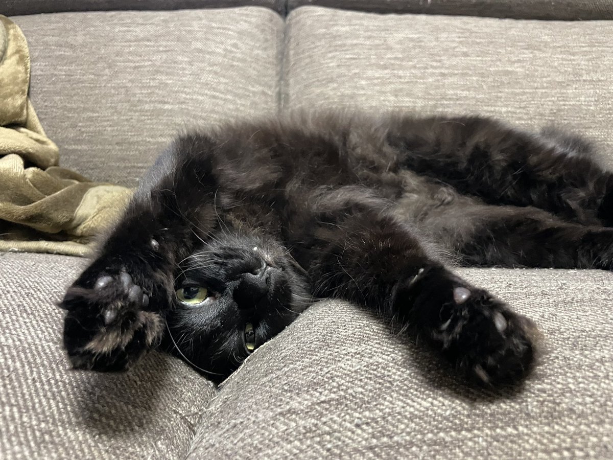 rncf1716's tweet photo. よくひっくり返るんです🙃
#猫がいる暮らし #猫好き #猫好きさんとつながりたい #ねこ #猫 https://t.co/KkZD6JVgSj