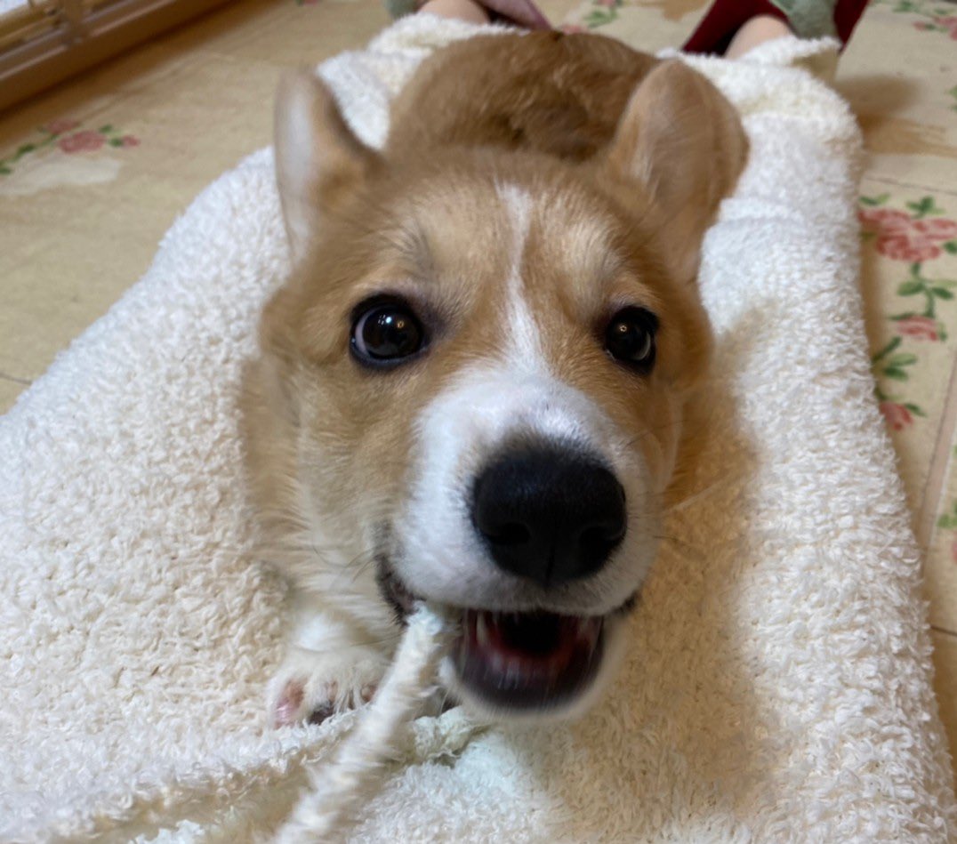 みき👩福🐶翼🐶航🐶 tweet media
