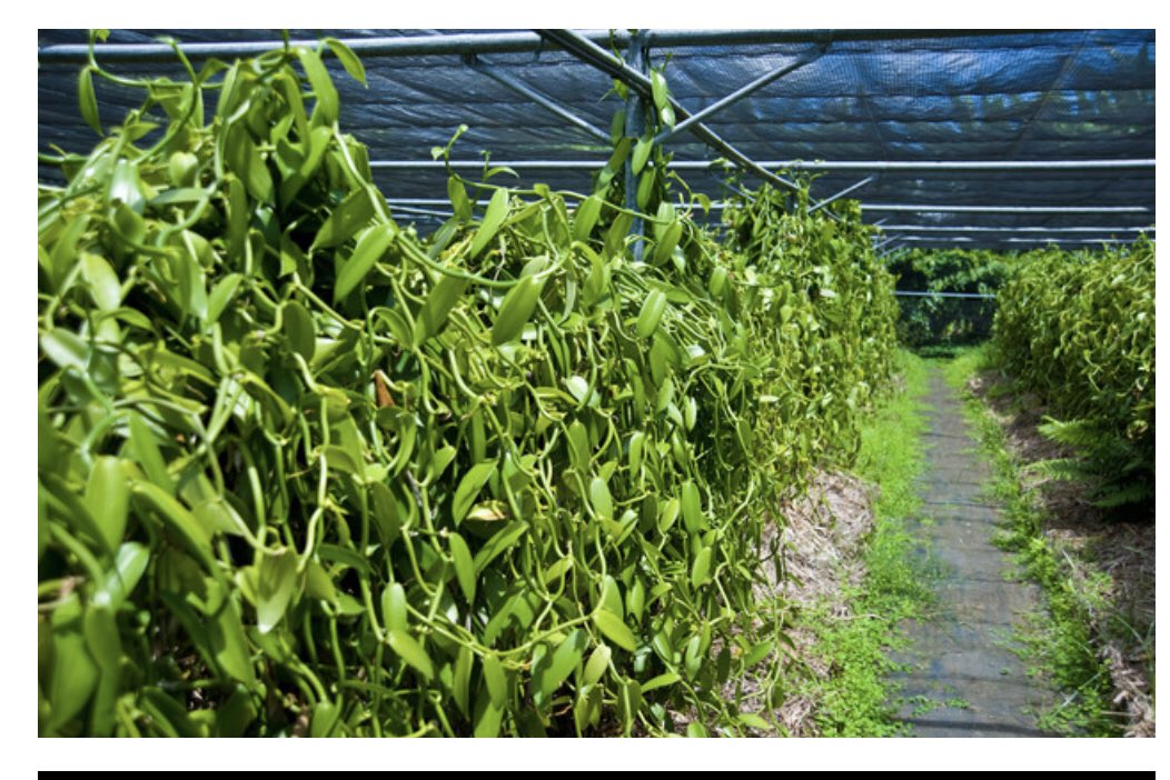 MkindiJackie's tweet photo. Nearly 75% of the World's vanilla yield comes from the hilly forests of Madagascar. For a generation the price languished below $50 a kilo. But for the past 4 years has hovered at 10 times fetching between $400 and $600 a kilo. Tanzanians have something to learn from Madagascar! https://t.co/gIQOqSwSdA