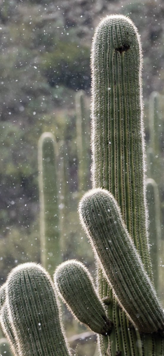 Still wishing for some desert snow this winter ❄️ 🌵 
#snow #cactus #saguaro #winterinthedesert