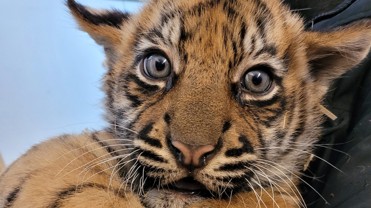 Wir haben heute mal #CatContent für Euch. Im #Zoo #Krefeld gab es Tiger-Nachwuchs. Alle Infos dazu findet ihr hier: 
krefeld.de/de/inhalt/zoo-…

Besten Dank an den #ZooKrefeld für das Foto 😍🐯