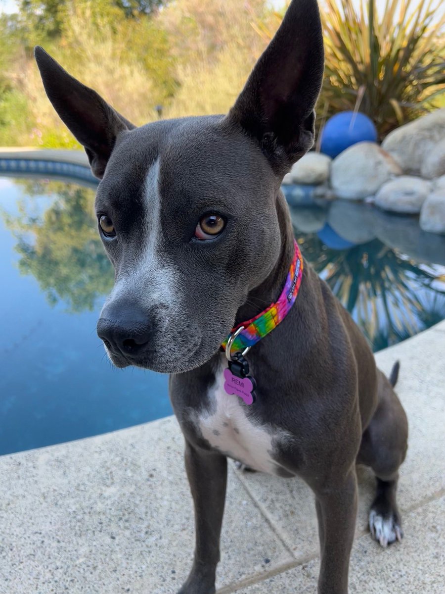 This is Remi. 💜

He heard what you said about his ears and denies that he has any involvement with The Batman. 🦇

But he is a fan. 😉 #getsili