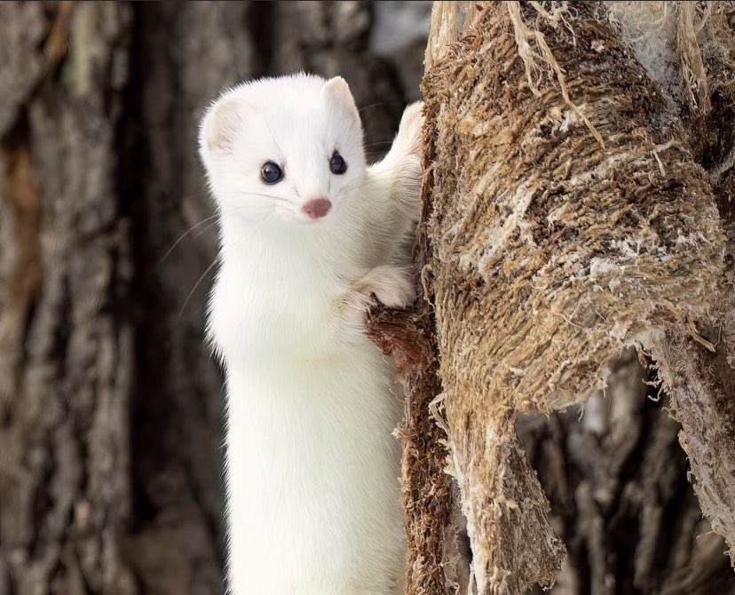 dailystoat tweet picture