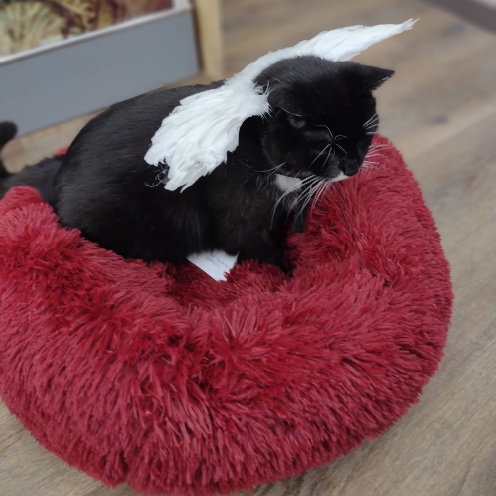 OneSpoiledKitty's tweet photo. Angel wings for cats. Clothing, beds and more for cats at One Spoiled Kitty, 1325 Portage Ave in #Winnipeg 🐈 💕 https://t.co/HAVHhwuy8T