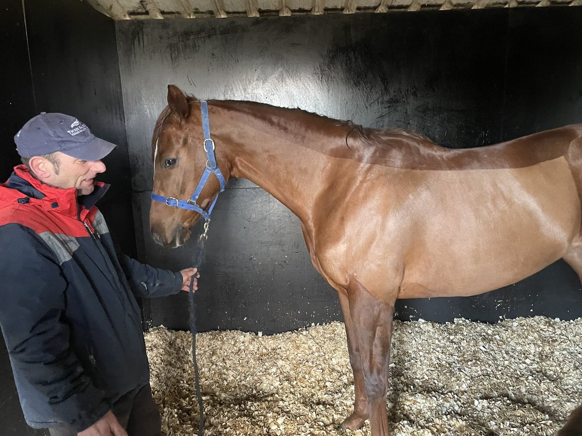 HolmfirthRacing's tweet photo. Key look and golden rainbow are settling in well with @ptmidgley not long now until we get to see golden rainbow back in action 🐎 🌈 🔑 https://t.co/oq4vthrMFF
