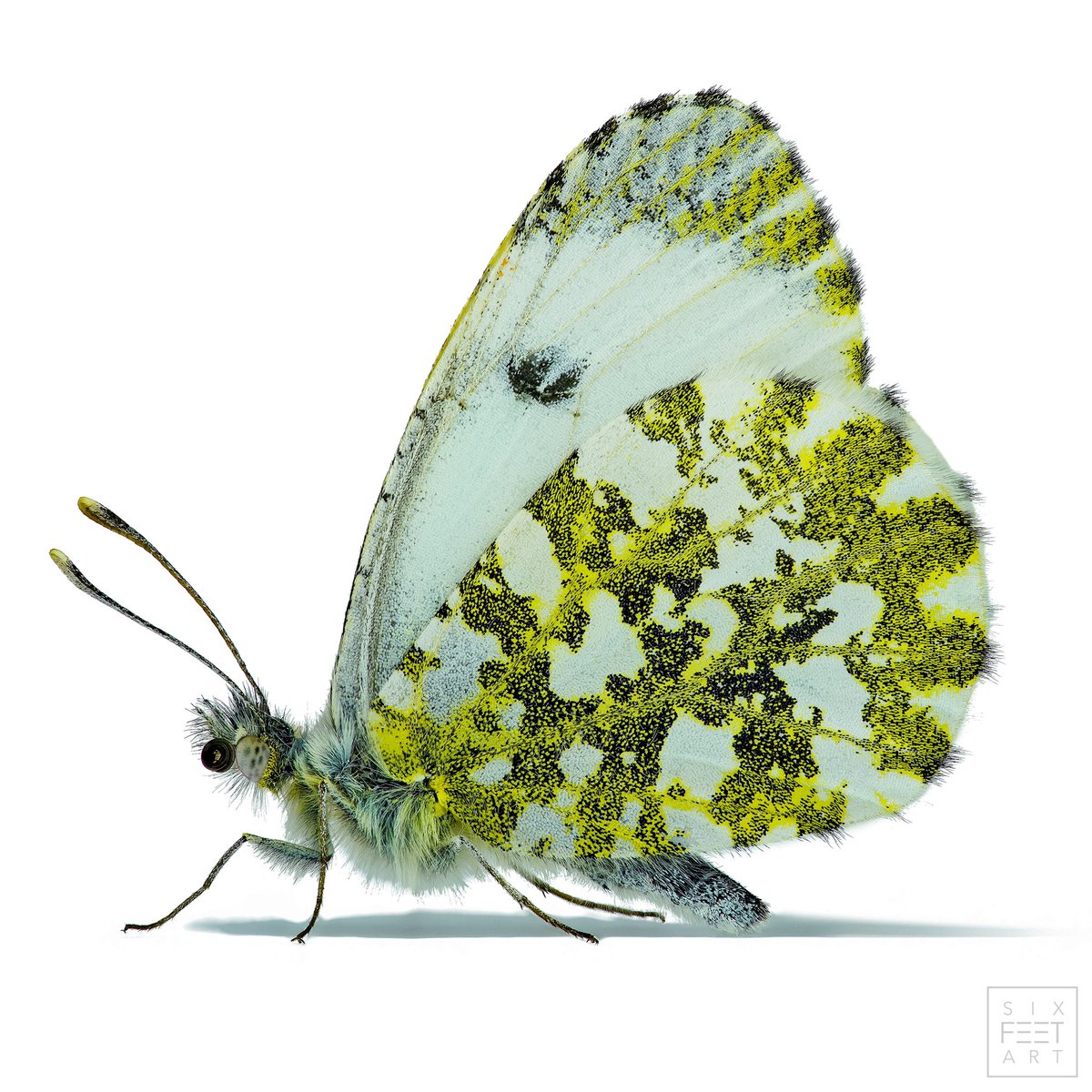 Orange tip, Anthocharis cardamines. The male (left) and the female (right).

#orangetip #Anthochariscardamines #makro #insects #insecten #lepidoptera #entomologie #entomology #aurorafalter #schmetterling #butterfly