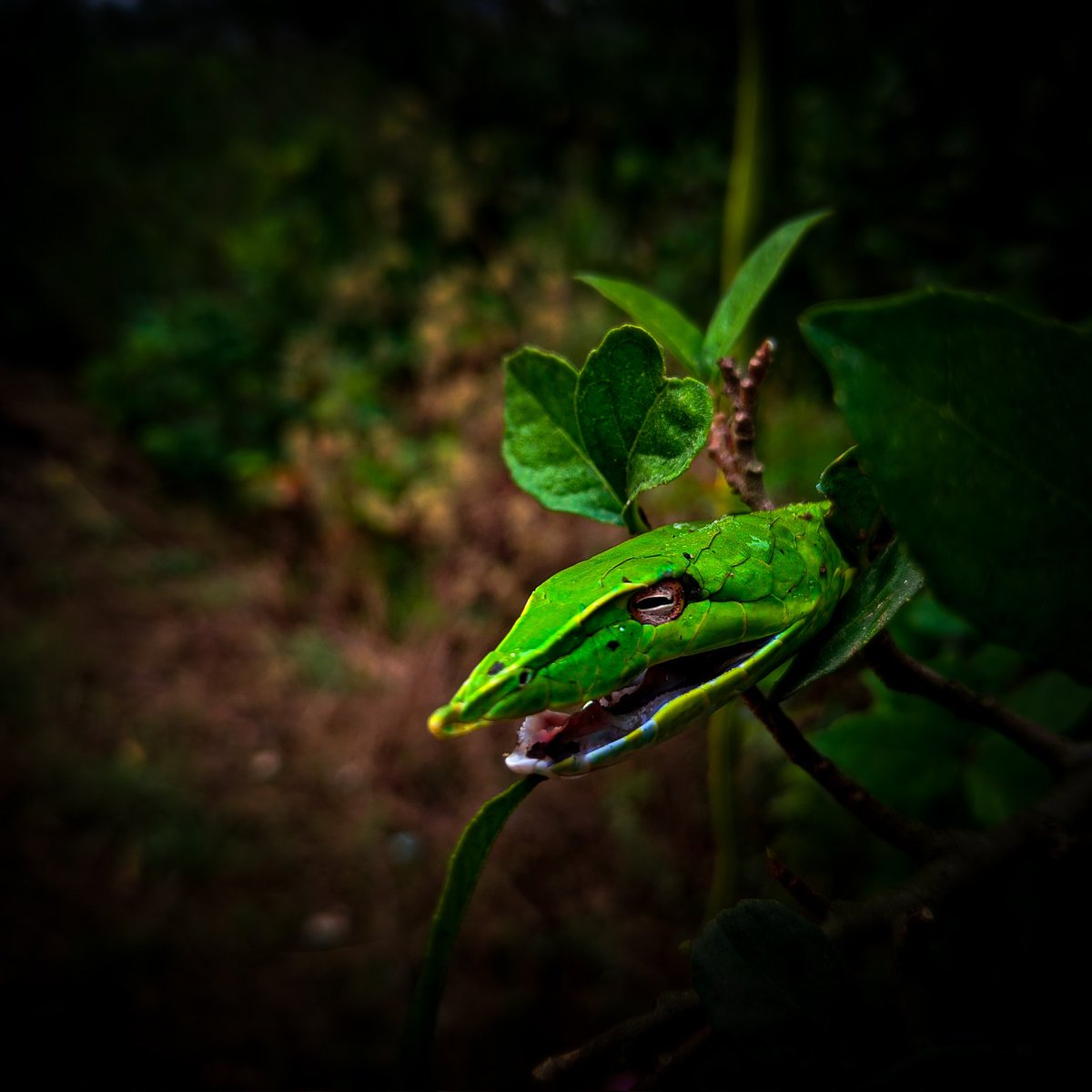 danielraja22's tweet photo. @Lightroom Poco F1 #mobilephotography https://t.co/Y5Wq0C54lU