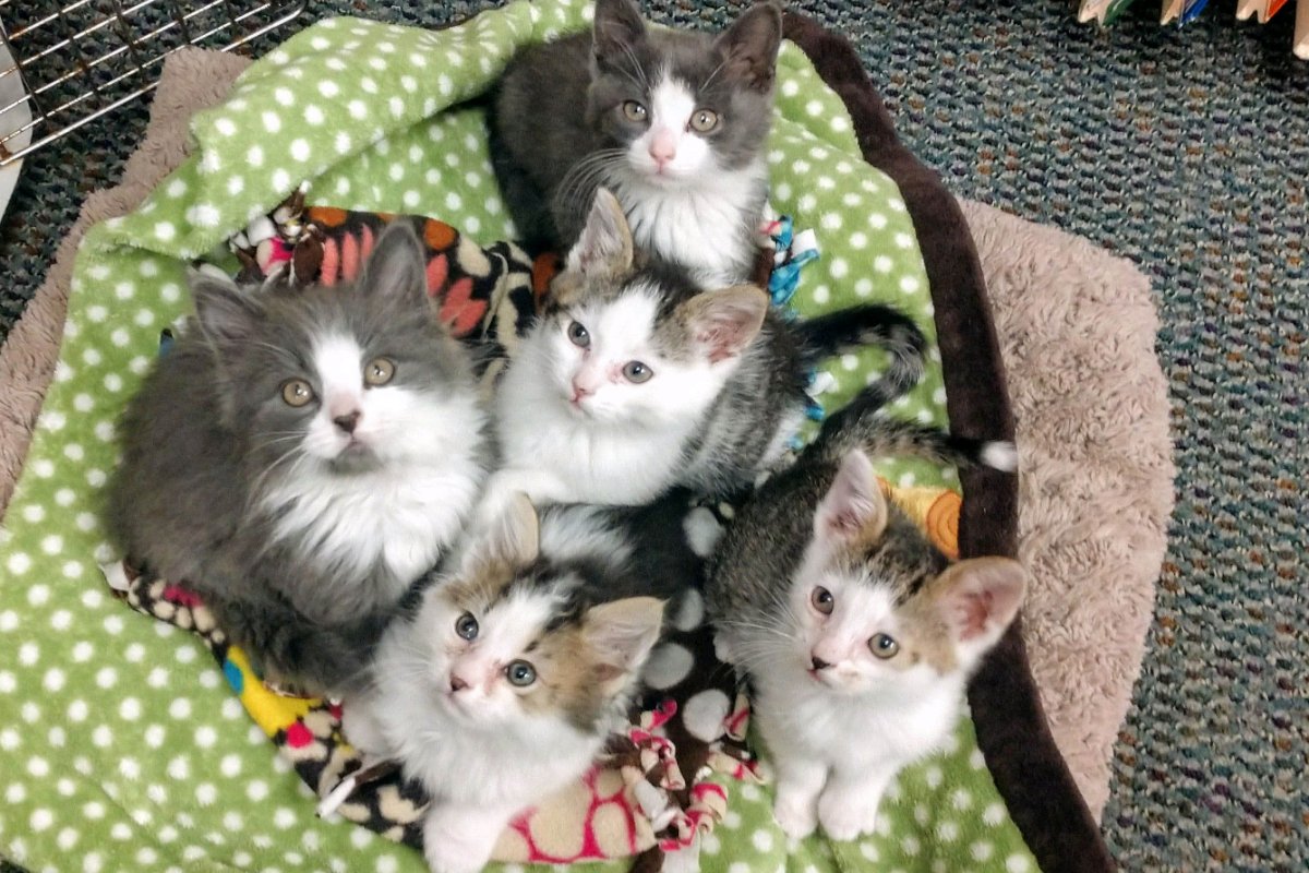 Phelps Veterinary Hospital tweet media