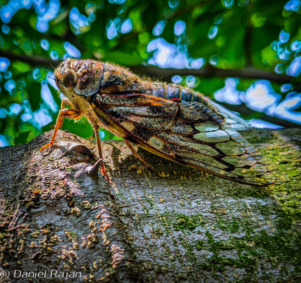 danielraja22's tweet photo. @Lightroom Poco F1 #mobilephotography https://t.co/Y5Wq0C54lU
