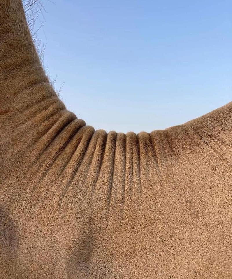 iFalcon10's tweet photo. تفاصيل الإبل تبارك الله أحسن الخالقين❤️ https://t.co/POxvI3vZZT