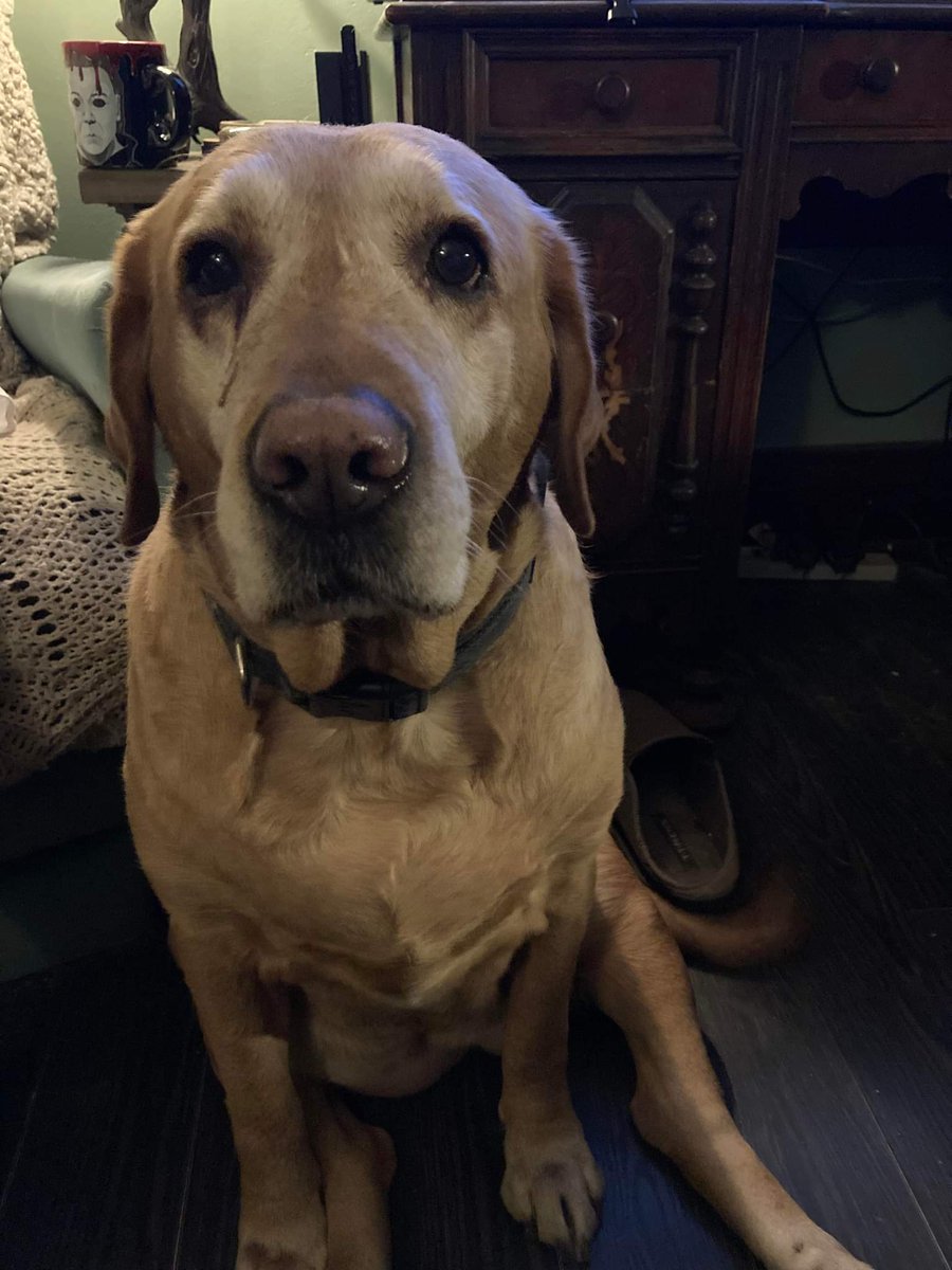 sMiLeY_8D's tweet photo. Last night our beautiful Sadie lady passed away 😢 💔 we miss her terribly. We know she's in a better place but it still feels too soon for our beautiful angel.... I love you baby girl xoxo xoxo I am thankful we got one last good cuddle in before the end. Our hearts are broken... https://t.co/tDTlMvz4Wd