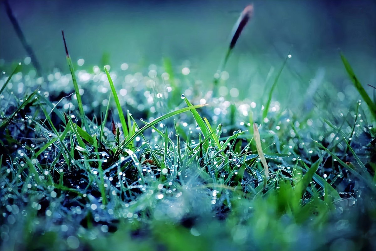 fahim_al_mahmud's tweet photo. A new photography challenge, 7 themes for 7 days, I call it #PhotoWeek 📸

Your likes and RTs encourage me to go out and take more pictures 🤗

Day 3, Dewdrops https://t.co/RkmwuaZSXj