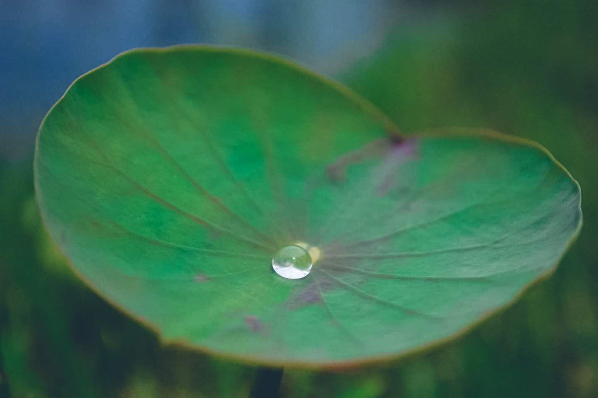 fahim_al_mahmud's tweet photo. A new photography challenge, 7 themes for 7 days, I call it #PhotoWeek 📸

Your likes and RTs encourage me to go out and take more pictures 🤗

Day 3, Dewdrops https://t.co/RkmwuaZSXj