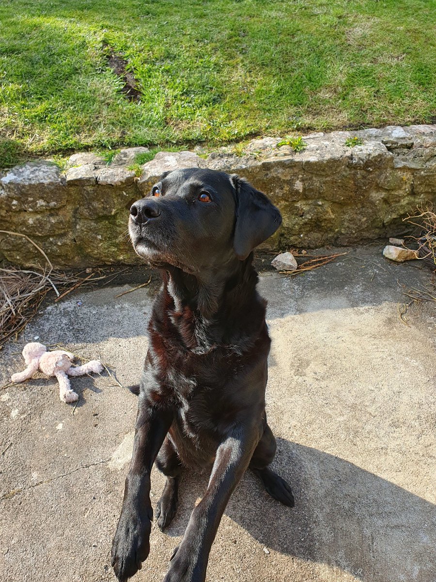 Today we said farewell to our beautiful girl. She was diagnosed with terminal cancer and given a couple of months to live 2yrs and 10months ago, but wouldn't give up.  Love you Beaux.