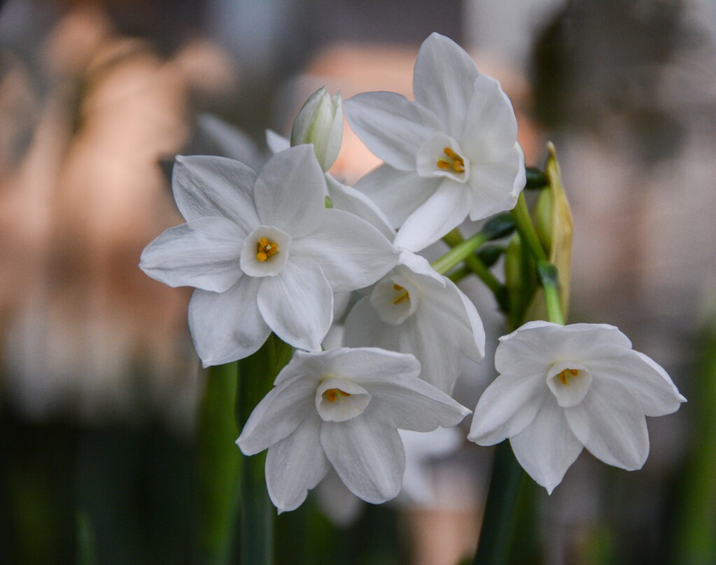 Paperwhite #narcissus are a great way to bring a bit of springtime indoors. 

Hint: add 10% alcohol to the💧 to keep the stems from getting too long and flopping over. Or grow them in a tall glass vase to help hold them up.

#SpringBulbs