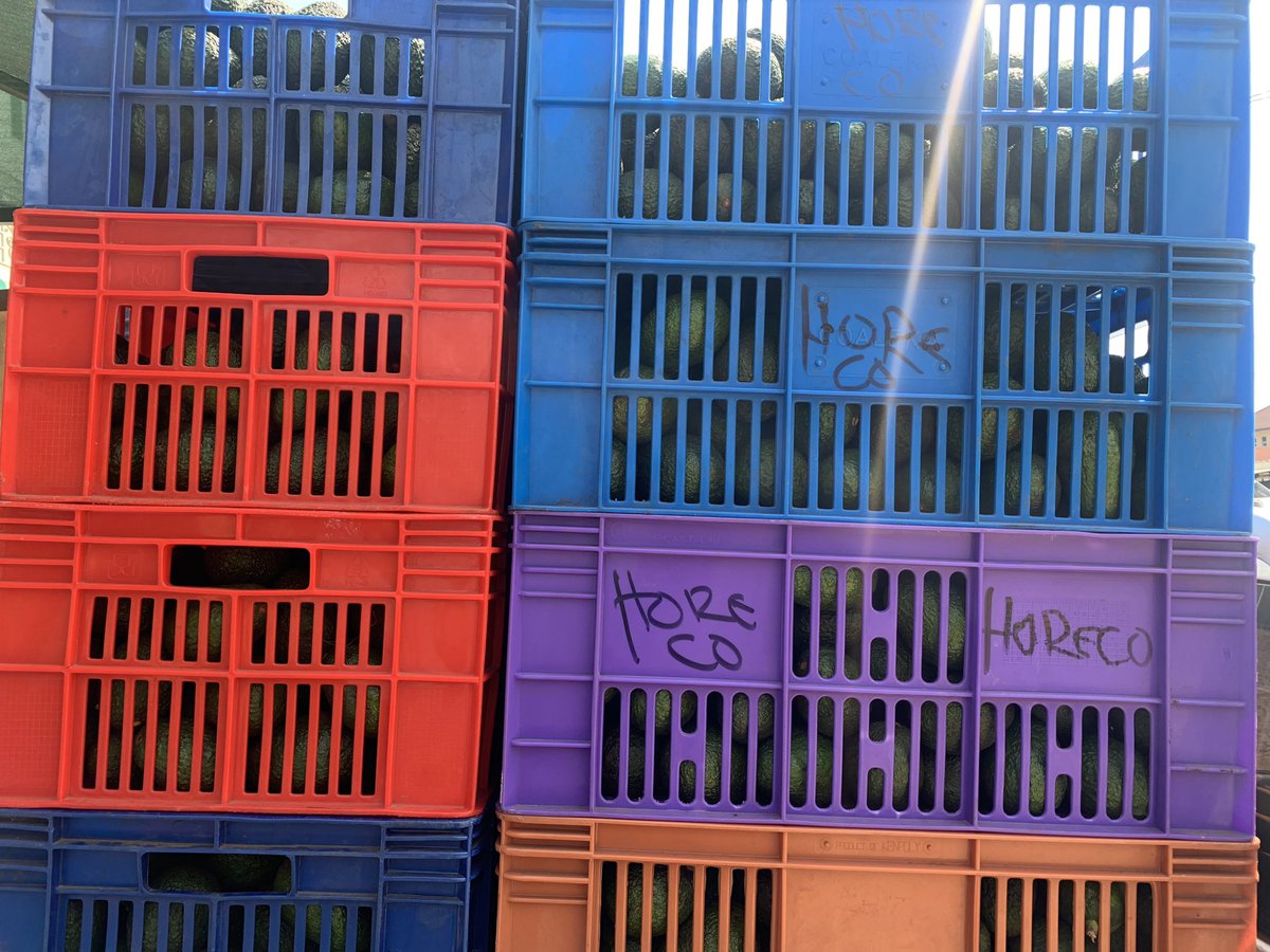 HoReCo_Rw's tweet photo. HoReCo’s next shipment of Hass Avocado ready to go to Dubai market. #HeReCo in the journey of export promotion and development of #horticulture sub-sector and unlocking possibilities. @g_mukeshimana @Ilde_Musafiri @P_Karangwa @RwandAgriExport @UrugwiroVillage @PrimatureRwanda https://t.co/FRCo6EjVtD