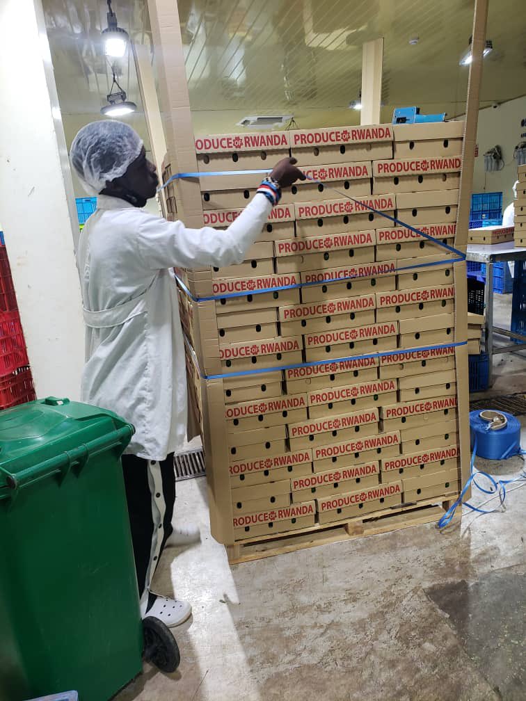 HoReCo_Rw's tweet photo. HoReCo’s next shipment of Hass Avocado ready to go to Dubai market. #HeReCo in the journey of export promotion and development of #horticulture sub-sector and unlocking possibilities. @g_mukeshimana @Ilde_Musafiri @P_Karangwa @RwandAgriExport @UrugwiroVillage @PrimatureRwanda https://t.co/FRCo6EjVtD