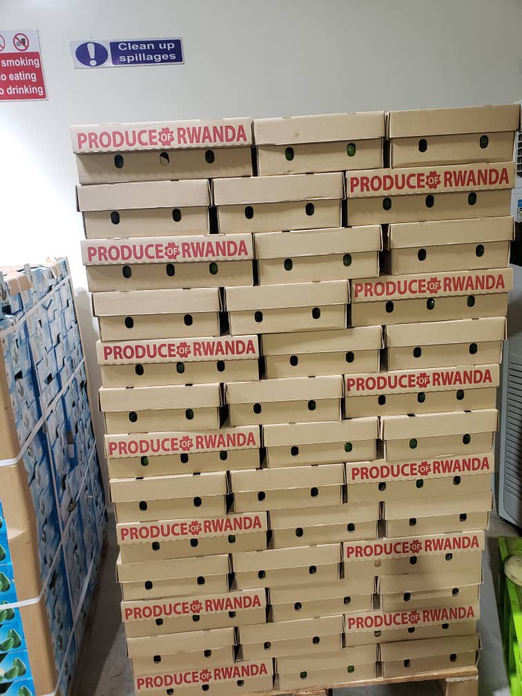 HoReCo_Rw's tweet photo. HoReCo’s next shipment of Hass Avocado ready to go to Dubai market. #HeReCo in the journey of export promotion and development of #horticulture sub-sector and unlocking possibilities. @g_mukeshimana @Ilde_Musafiri @P_Karangwa @RwandAgriExport @UrugwiroVillage @PrimatureRwanda https://t.co/FRCo6EjVtD