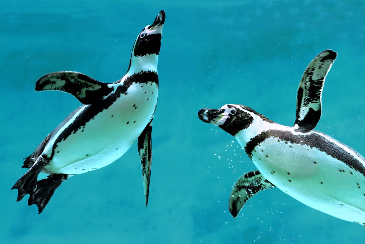 🐧 Penguins are coming. I repeat penguins are coming. We’re thrilled to bring penguins to the Houston Zoo for the first time. Humboldt penguins will be part of our new Galapagos Islands exhibit opening on Friday, April 7. Read more: bit.ly/3Xko3uU

#PenguinAwarenessDay