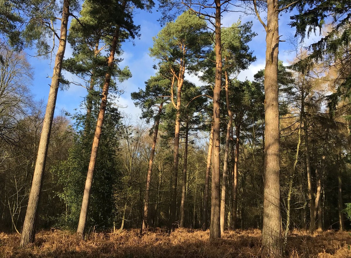 arableplants's tweet photo. Beautiful afternoon discussing all things woodland with Forestry Commission colleagues in Norfolk's answer to a Caledonian pine forest....#FridayForest https://t.co/xBGuXTAWs0