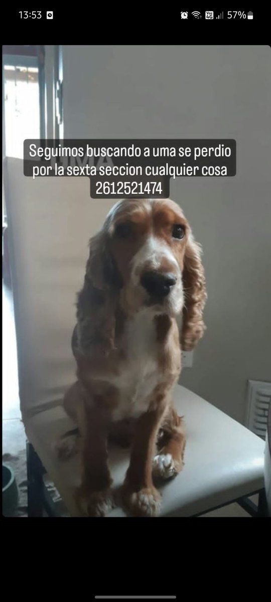 TANQUE YA APARECIÓ SEGUMIOS BUSCANDO A UMA