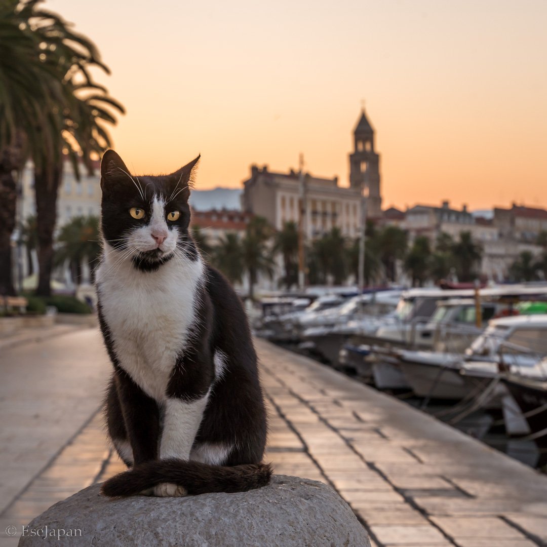 Yuya Matsuo tweet media