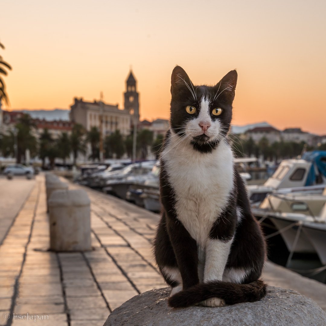 Tommy, the Model : Split, Croatia 🇭🇷❤️

Which one you prefer left or right? 😺
.
.
Tommy was just standing on the stone 'thing' during my morning walk, didn't even flinch and started to pose when I pointed my camera 📸 The Real Pro 😎 #croatia #splitcroatia