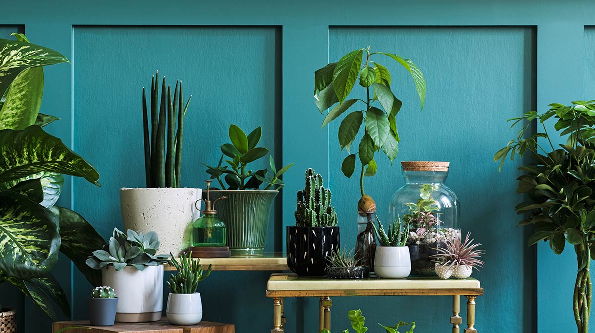 5 plantas que no necesitan luz solar (ideales para interiores) dlvr.it/ShBnHh