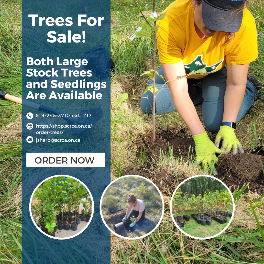 stclairregionca's tweet photo. Native seedlings & large stock trees are available for purchase & will be made available for pick up near #StrathroyON in the spring. Please order by this link (also found in our bio): https://t.co/OD1Snc90CE 🌲🌳
The deadline to place orders is March 24th, 2023. https://t.co/2cf2rTD8iE