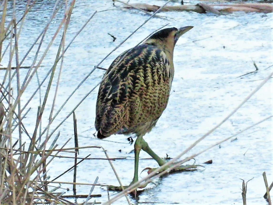 cihurst's tweet photo. Stunning Bittern seen from West Bank #RSPBTitchwellMarsh at 4.02 pm on 18th January 2023. Showing it's very large feet. @NorfolkBirds @RSPBTitchwell @Britnatureguide @PhilipMillns https://t.co/PijN0oVRVG