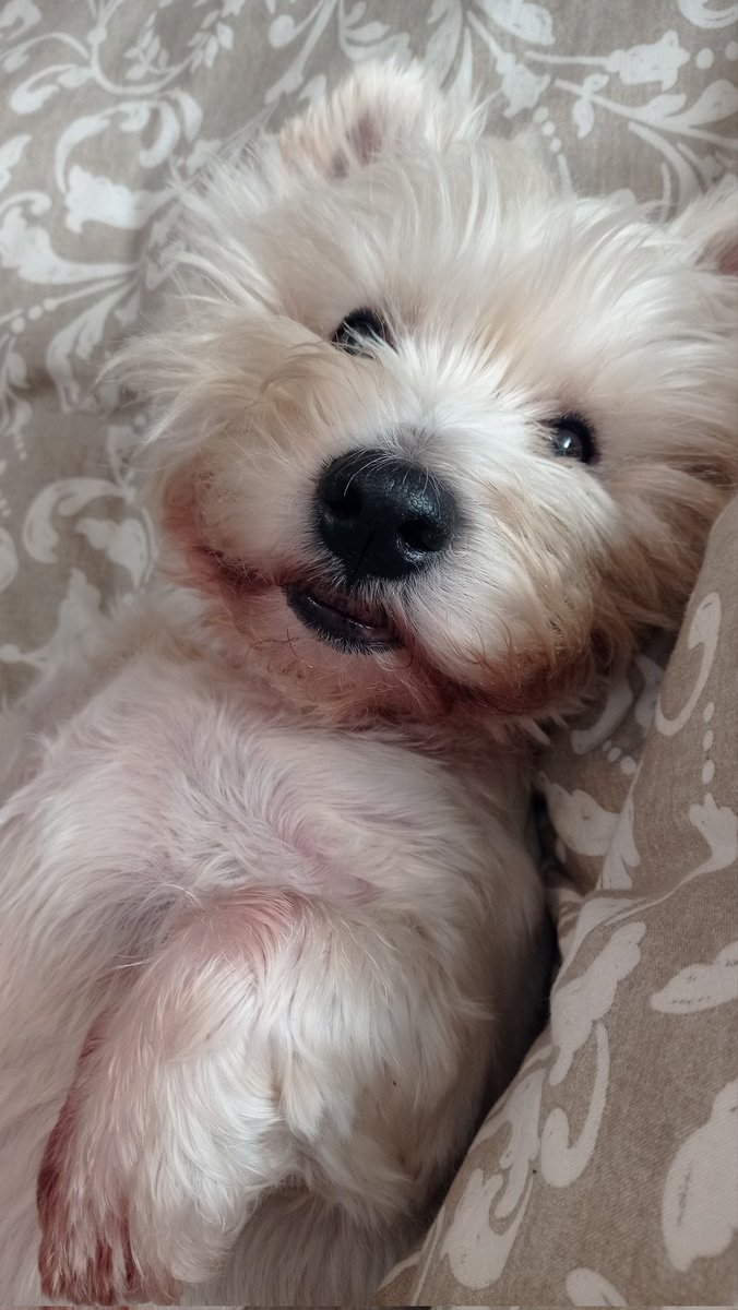 inmapruiz's tweet photo. Vida de perro 🖤
#Wesy #westhighlandwhiteterrier https://t.co/VaynUDjEv0
