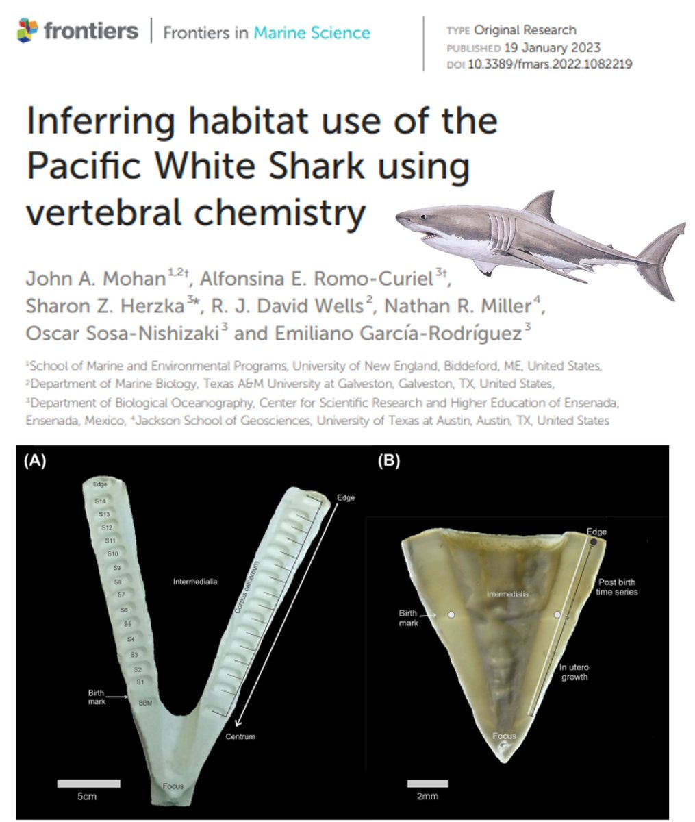 TAMUG Shark Biology and Fisheries Science Lab tweet media