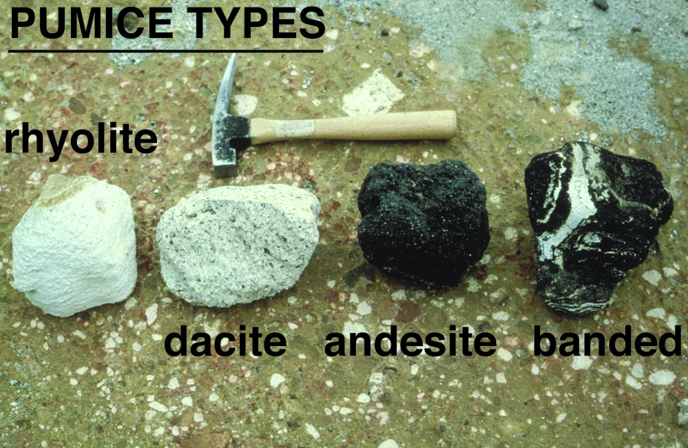 Organ Pipe Cactus NM tweet media