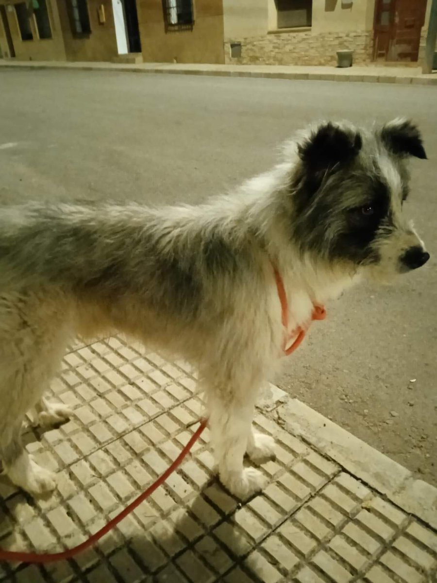 Alberto66305131's tweet image. Hola. Soy de yecla - Murcia. El viernes a las dos de la tarde un tipo con una autocaravana se llevó a mi perro Butrón. Salió dirección Valencia aunque puede que fuera a cualquier lado. No se que hacer...estoy desesperado. Os dejo una foto por si sonase la flauta. Mi tel 633132312